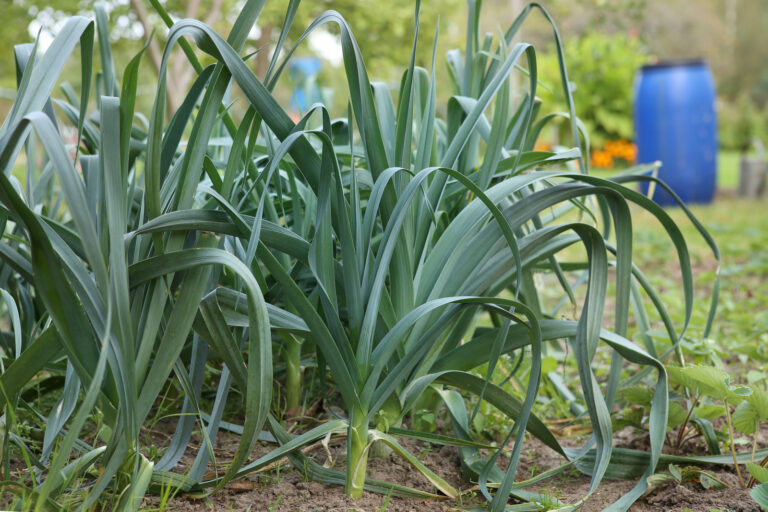 Leeks