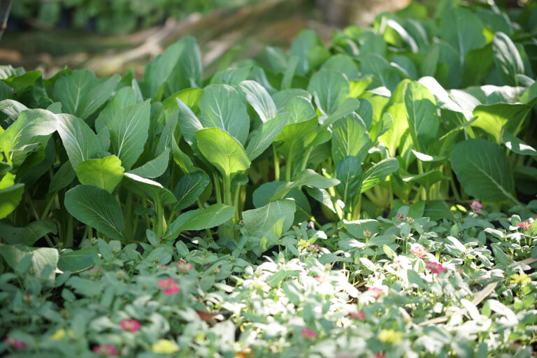 Mustard greens