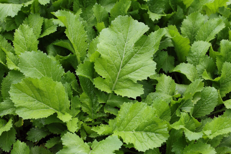 Mustard greens