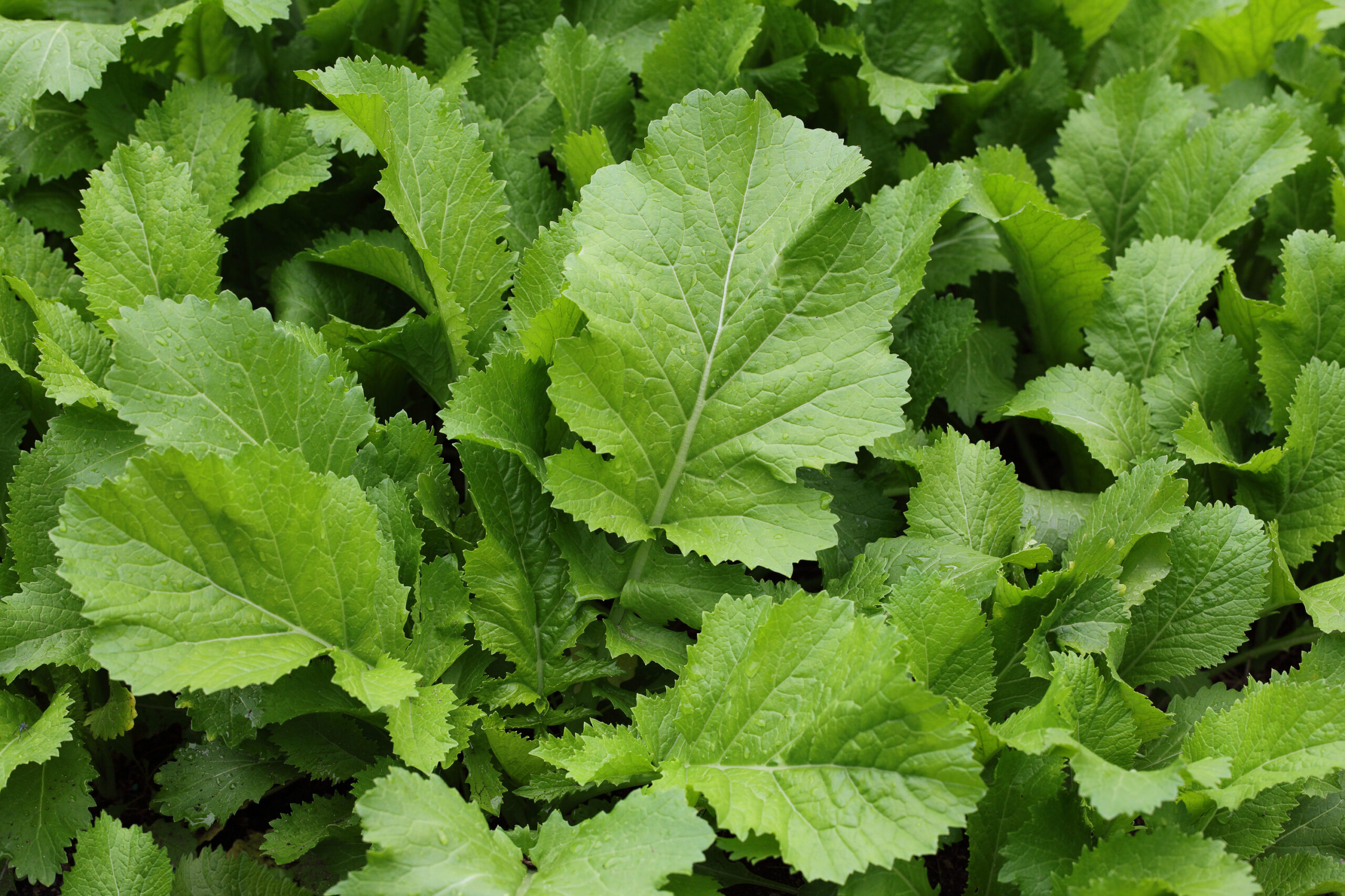 Mustard greens