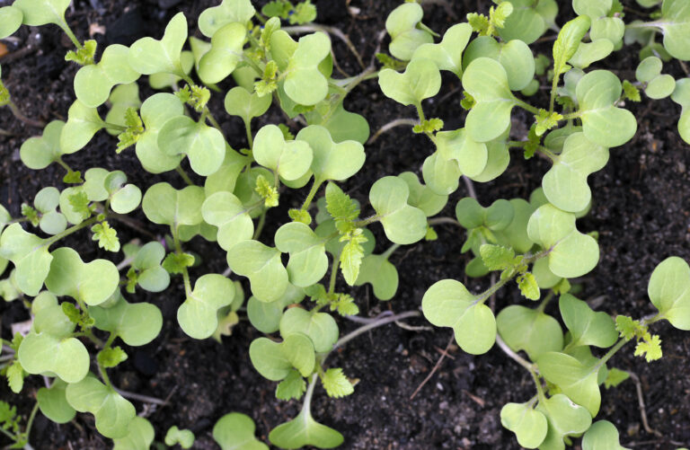Mustard greens seedlings