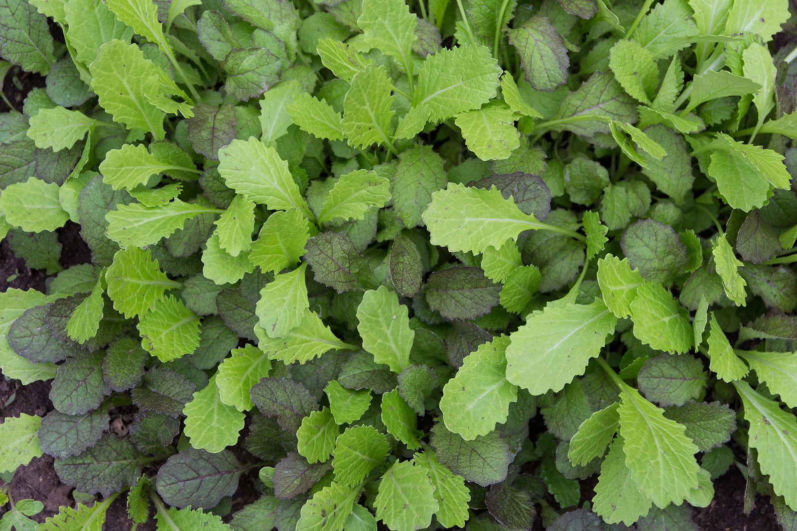 Mustard greens