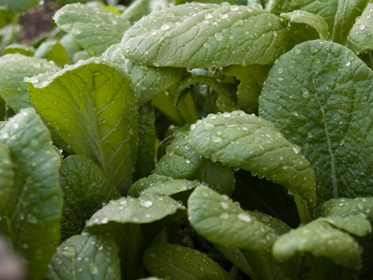 Mustard leaves