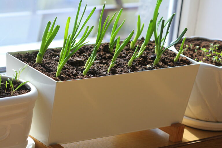 Garlic seedlings in window box