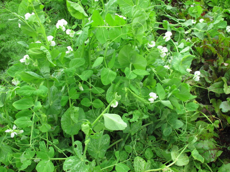 Pea plant