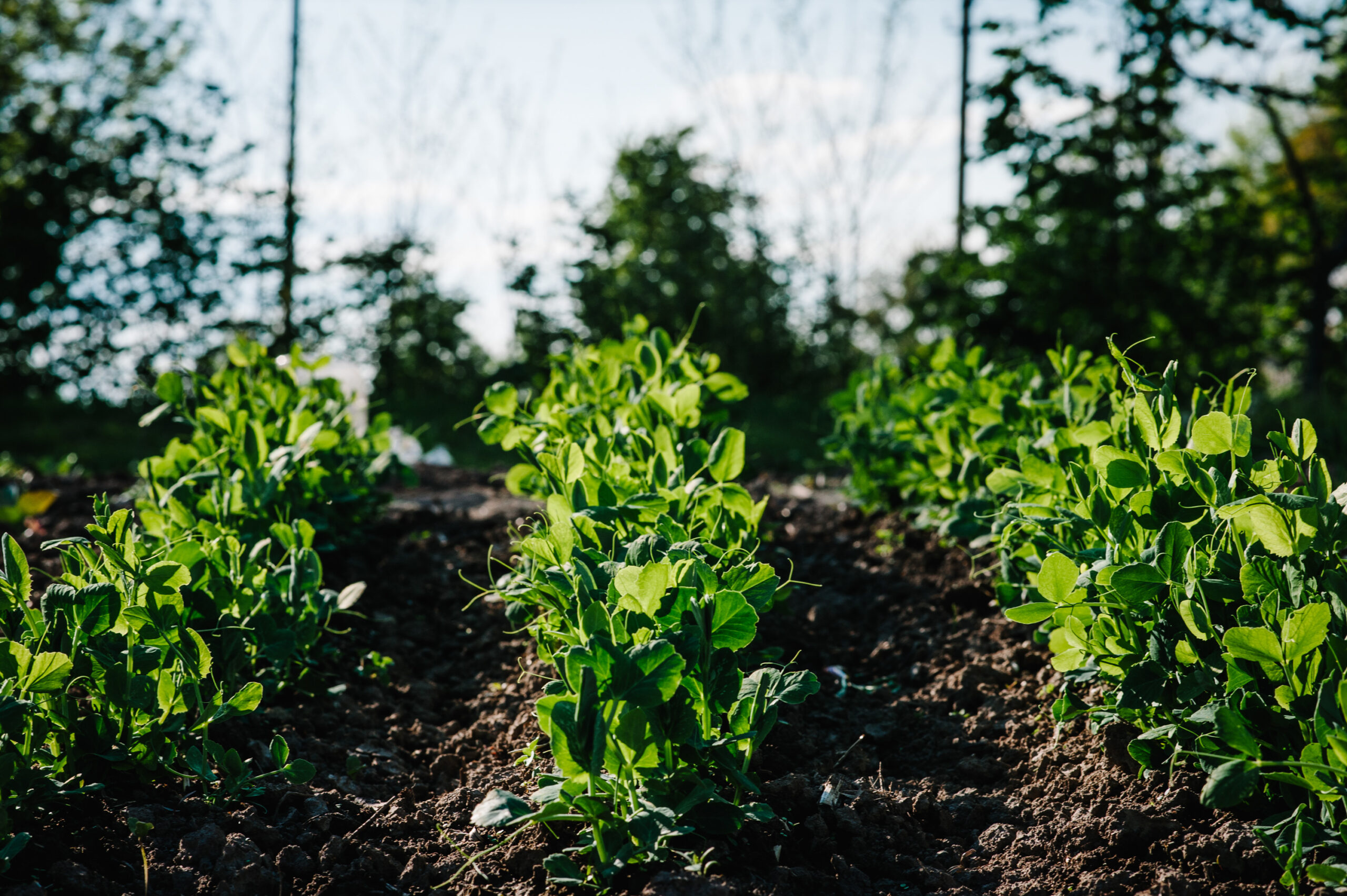 garden peas in rows