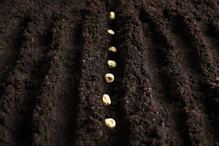 Planting peas