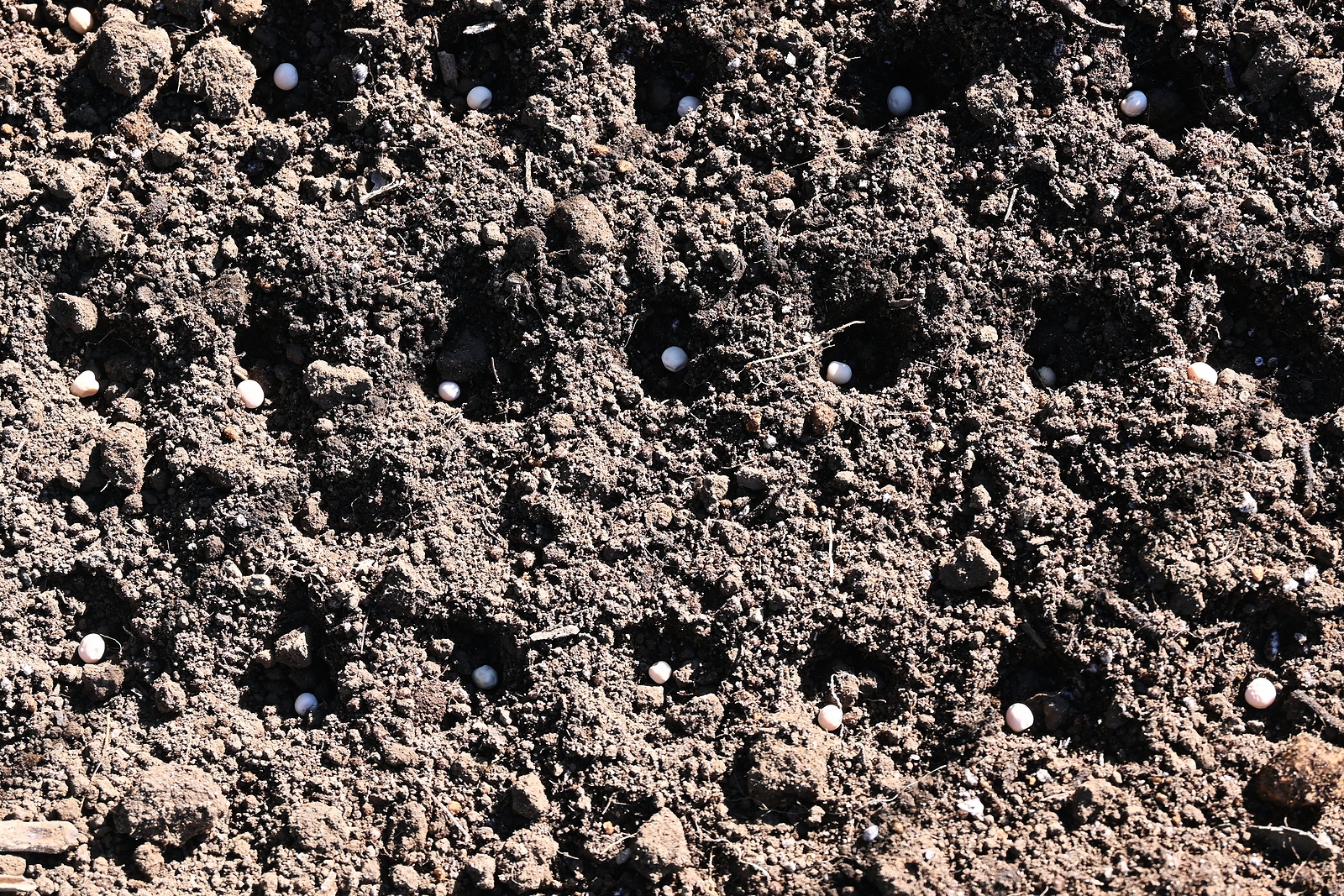 Planting peas in a block