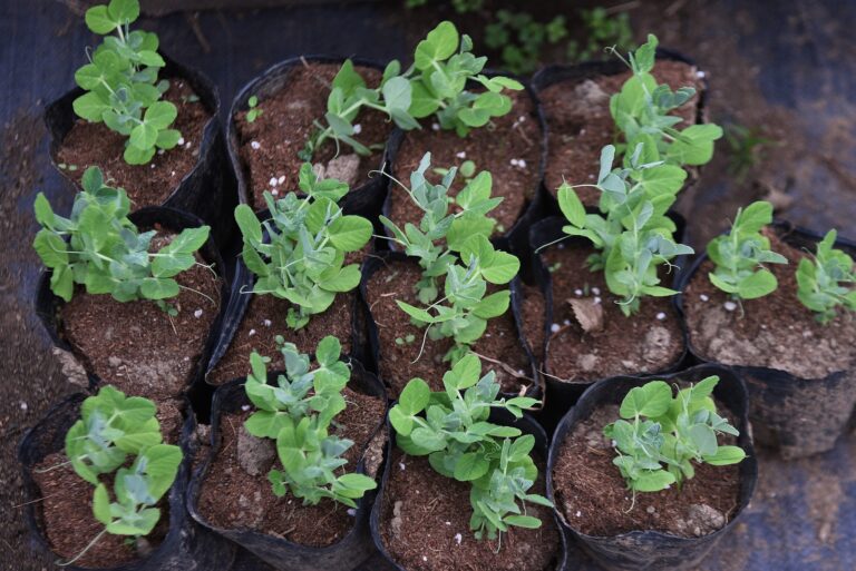 Young peas