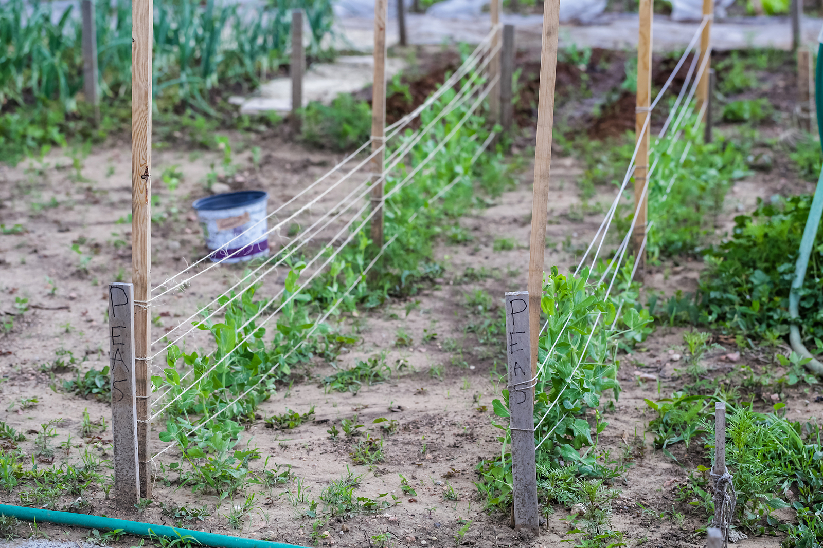 Pole peas to climb trellis