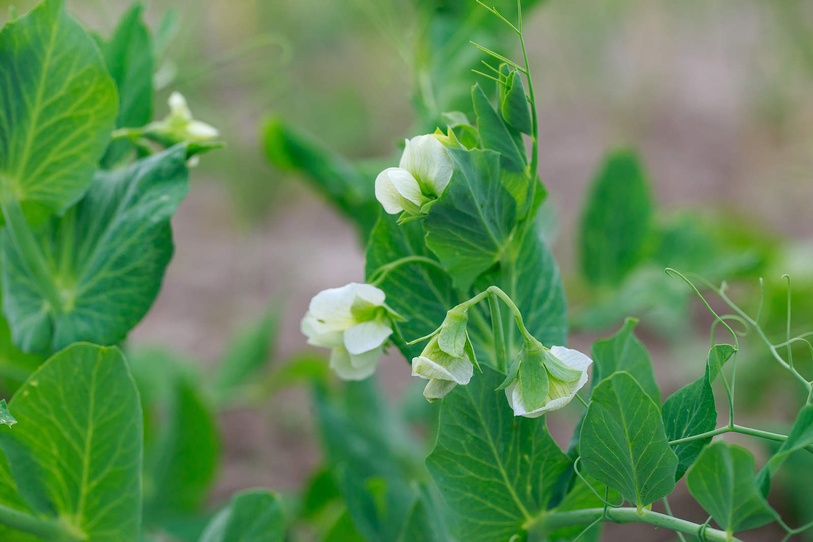 Pea flowers