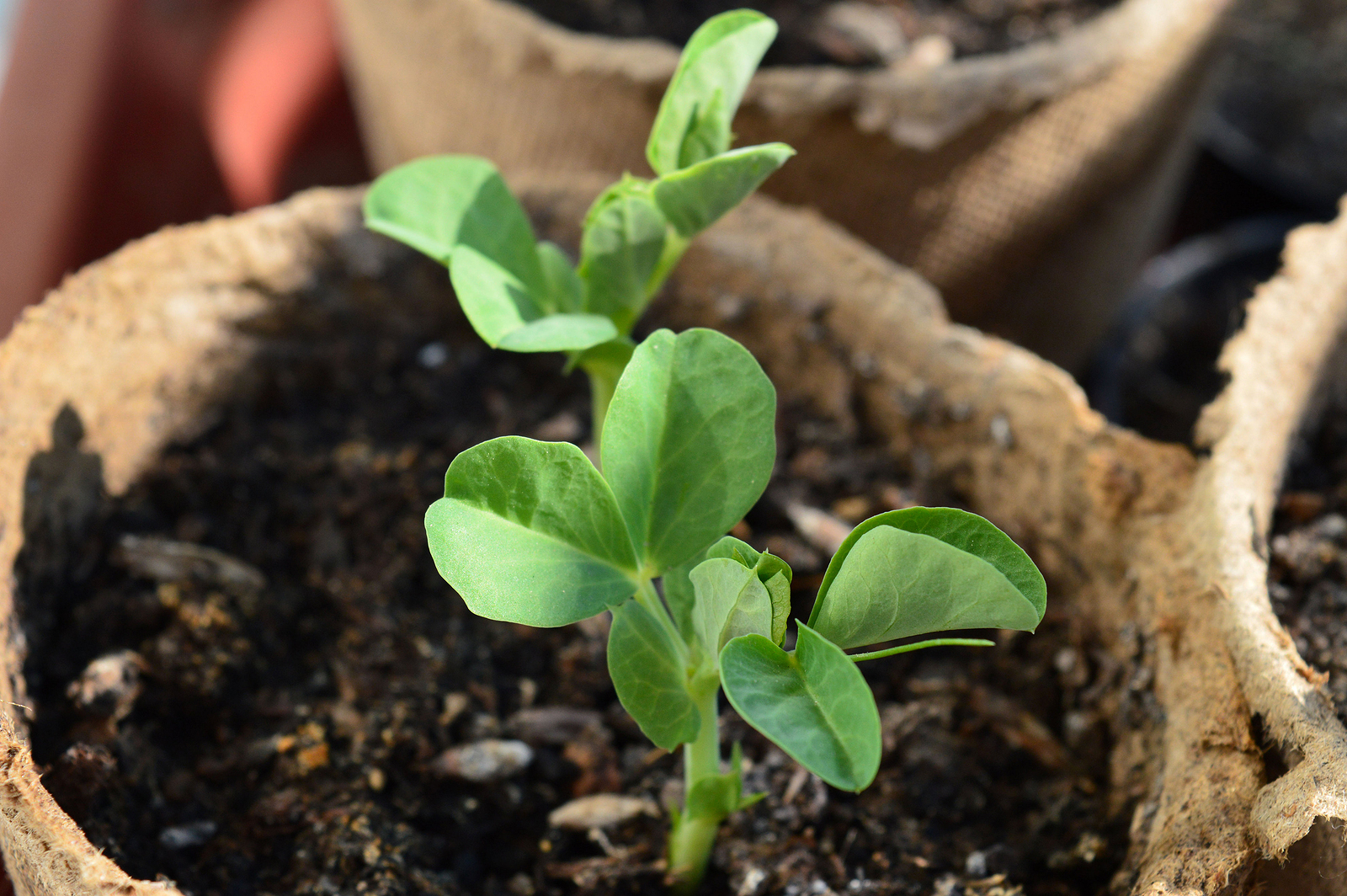 Pea plant in pot
