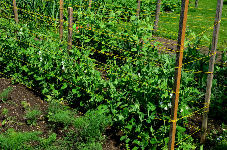 Garden peas