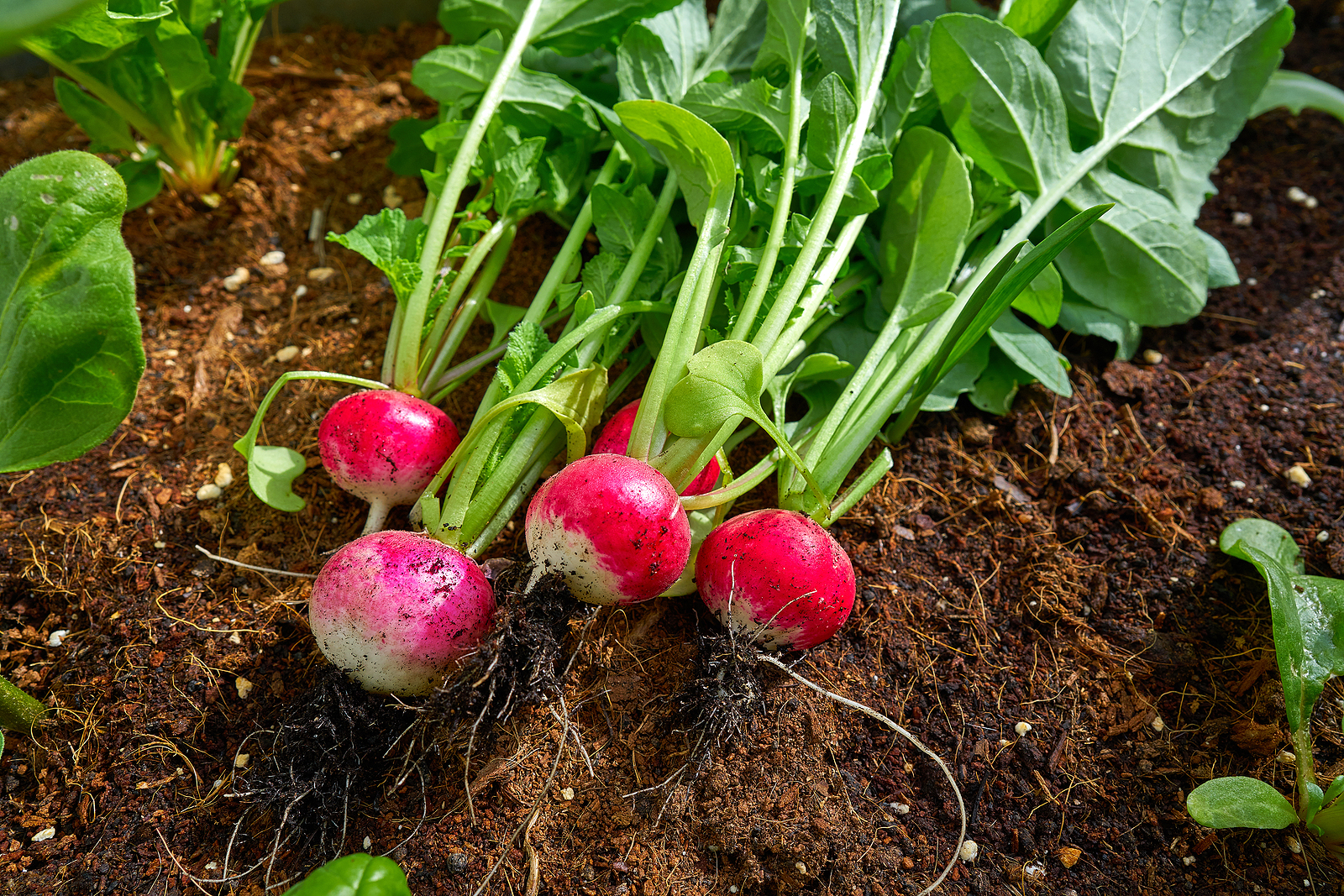 Radish roots