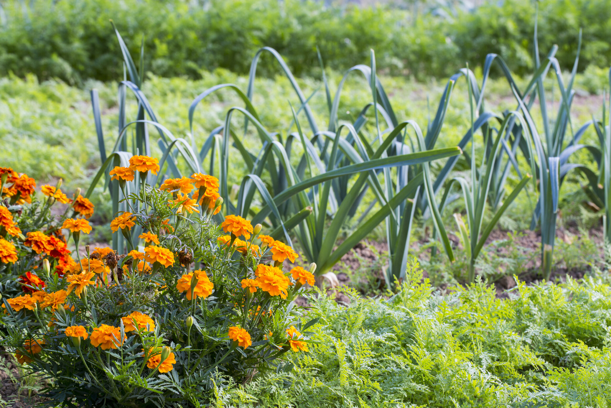 Leeks and tagetes