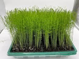 Asparagus seedlings