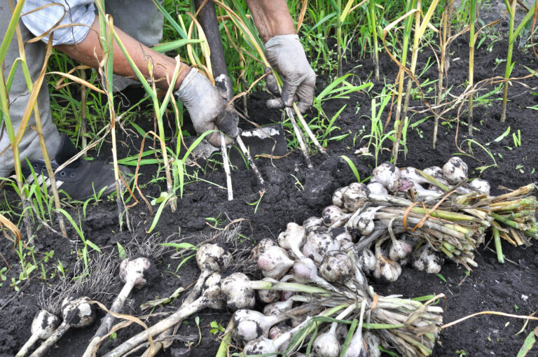 Garlic harvest