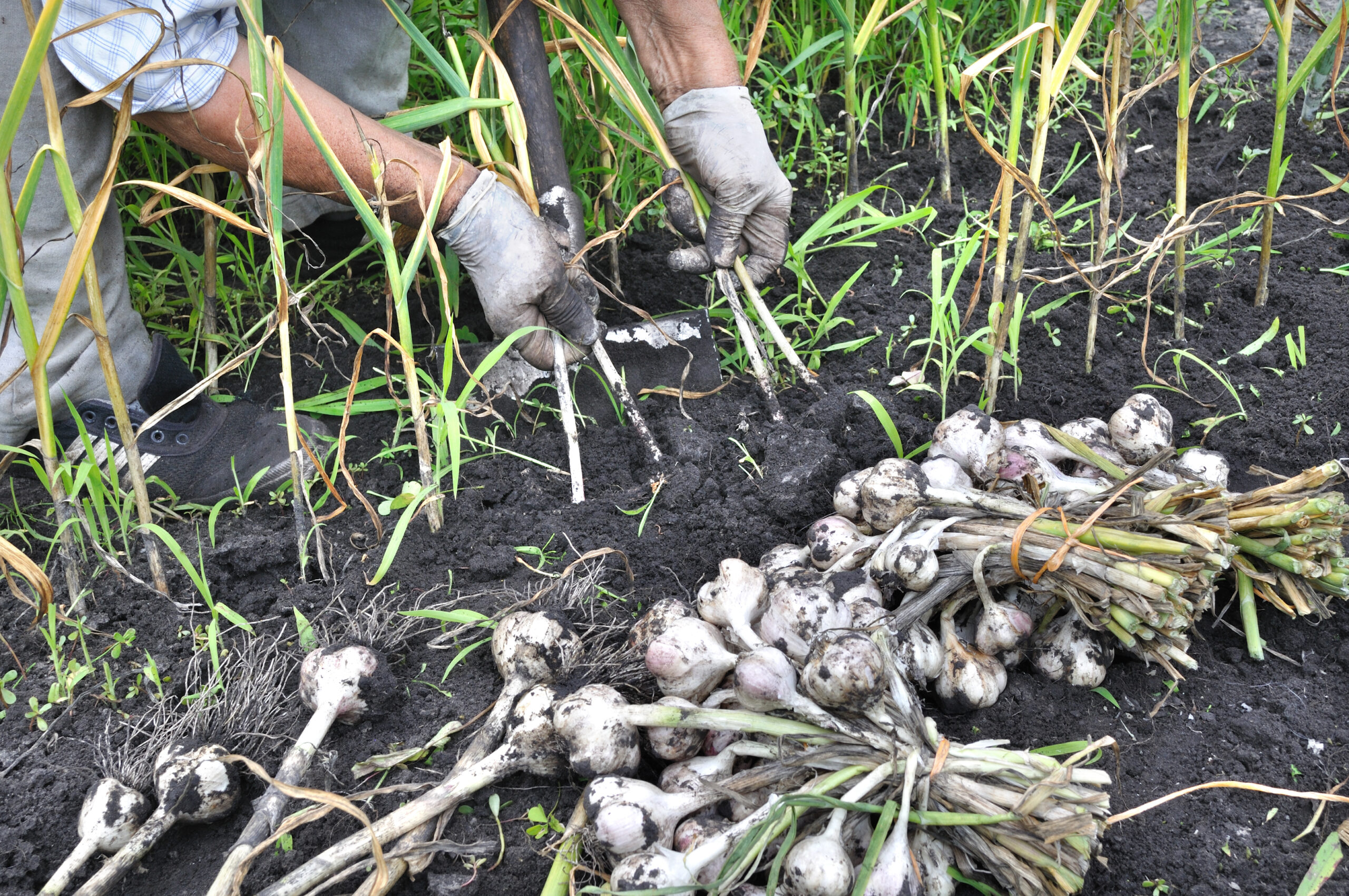 Garlic harvest