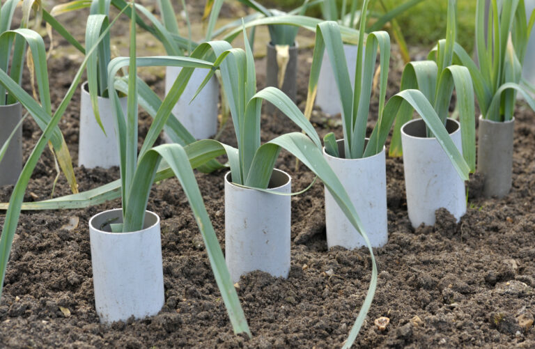 Growing leeks in tubes