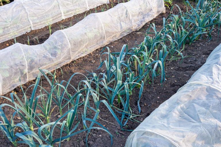 Leeks in garden bed