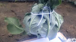 Blanching cauliflower
