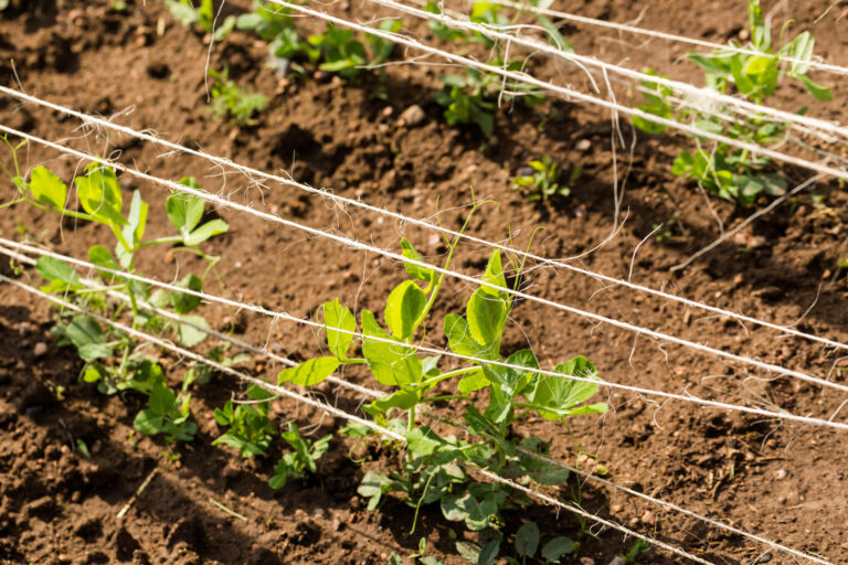 String trellis for peas