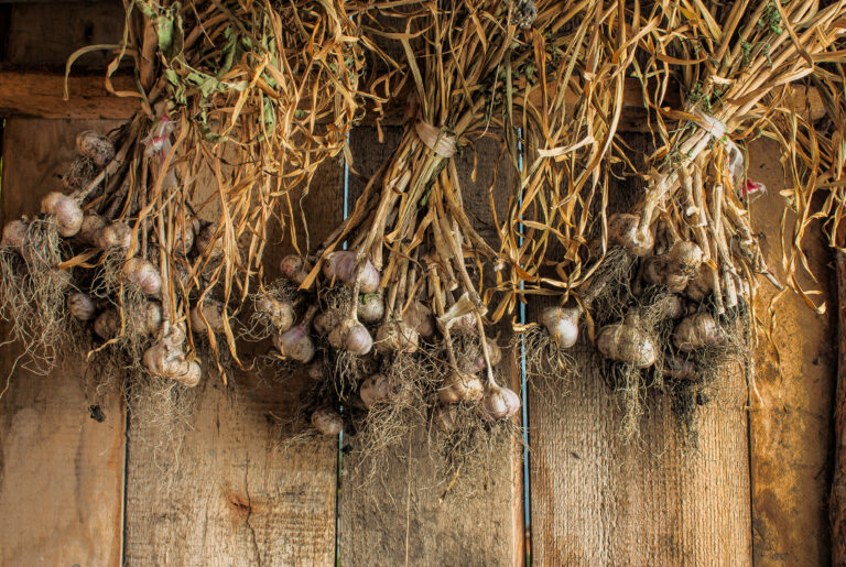 Curing garlic