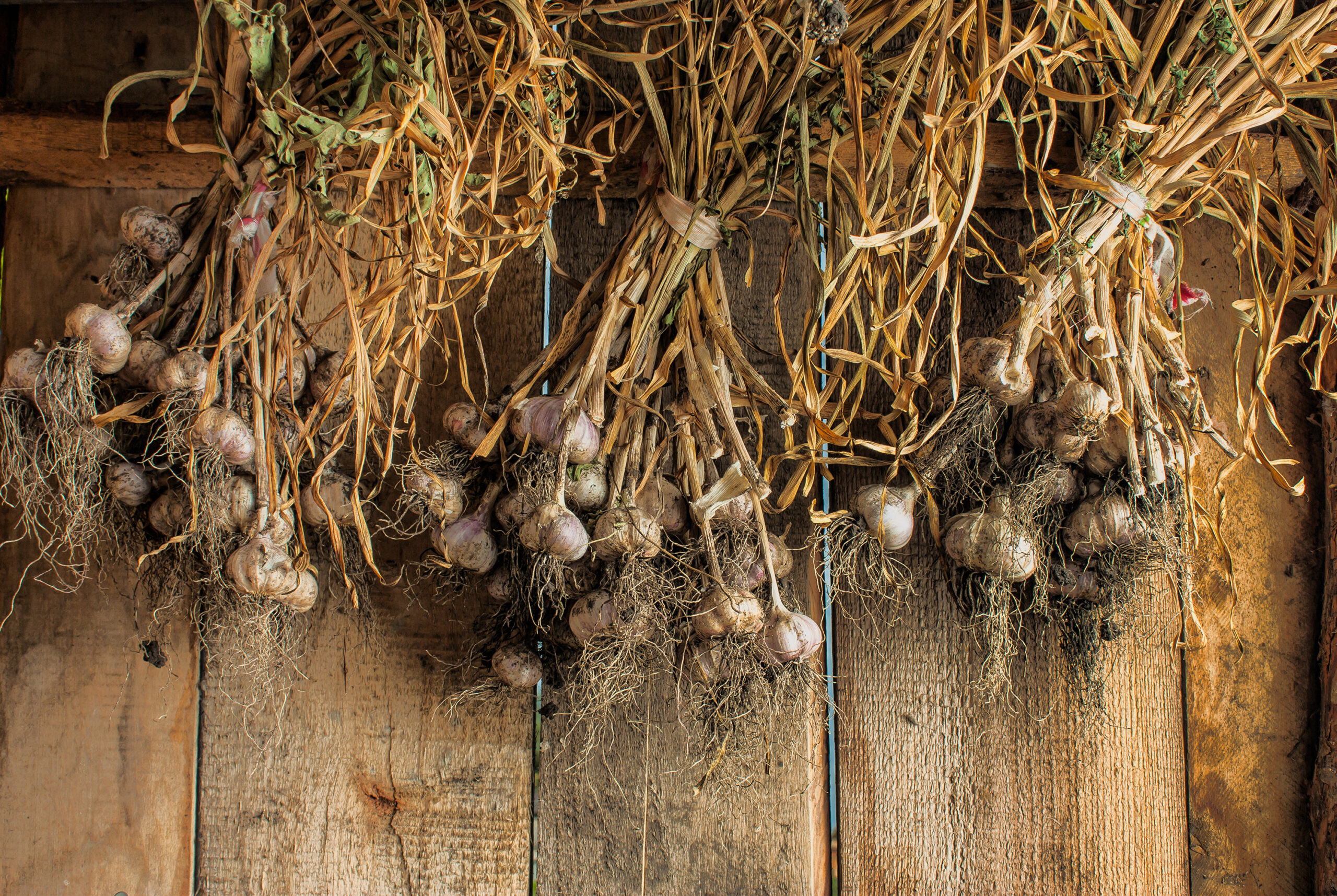 Curing garlic