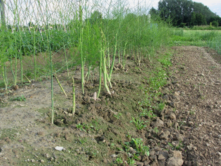 Asparagus plants