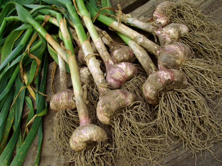 Garlic harvest