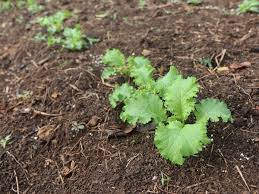Mustard greens seedlings