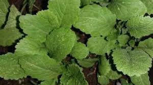 young mustard greens
