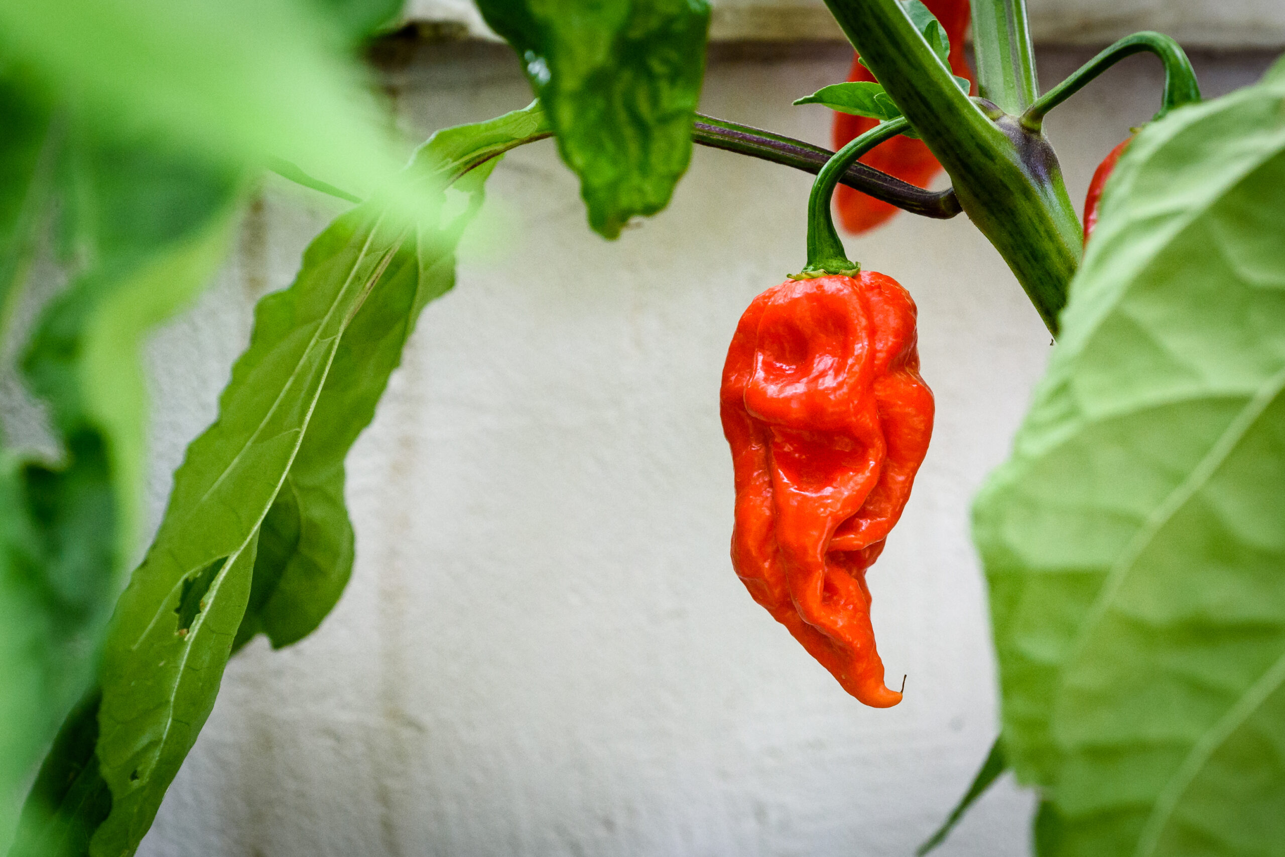 Bhut Jolokia hot chilli pepper