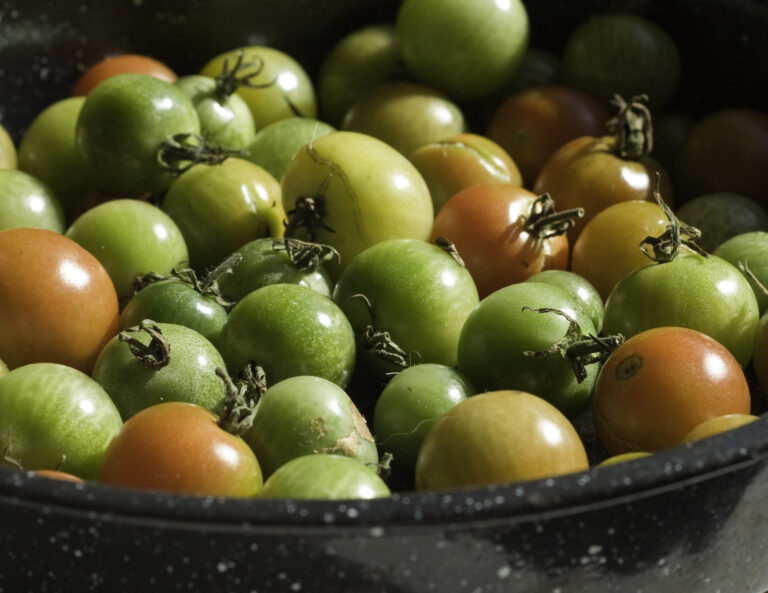 Heirloom tomatoes