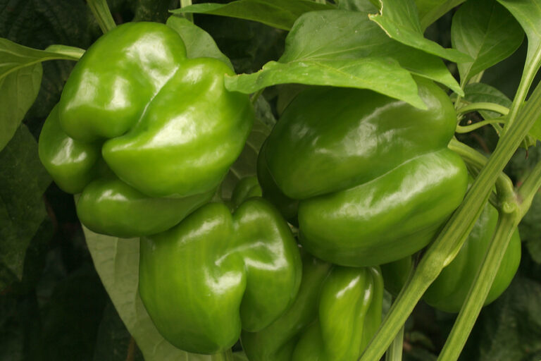 Green peppers