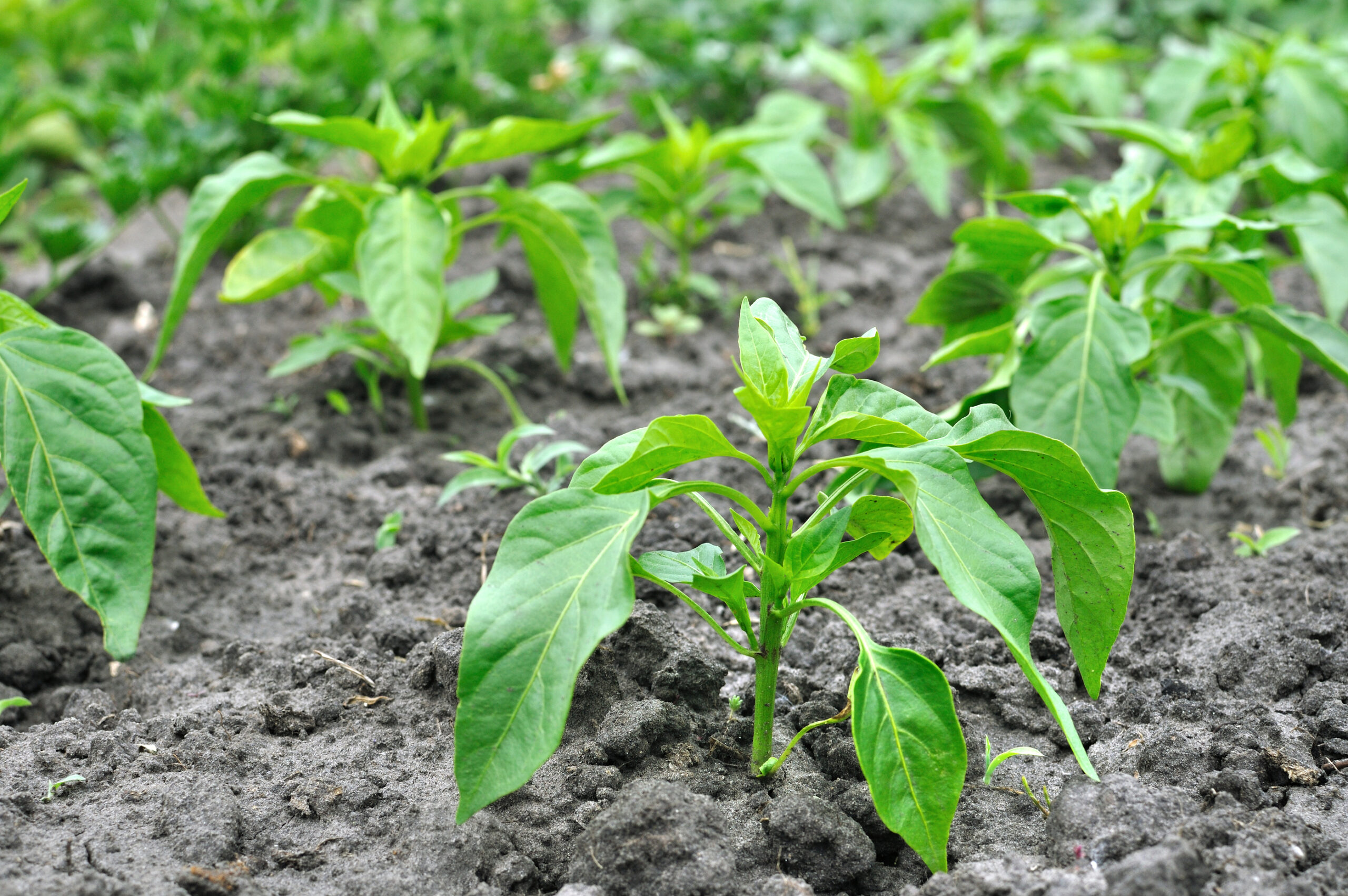 Peppers in garden soil