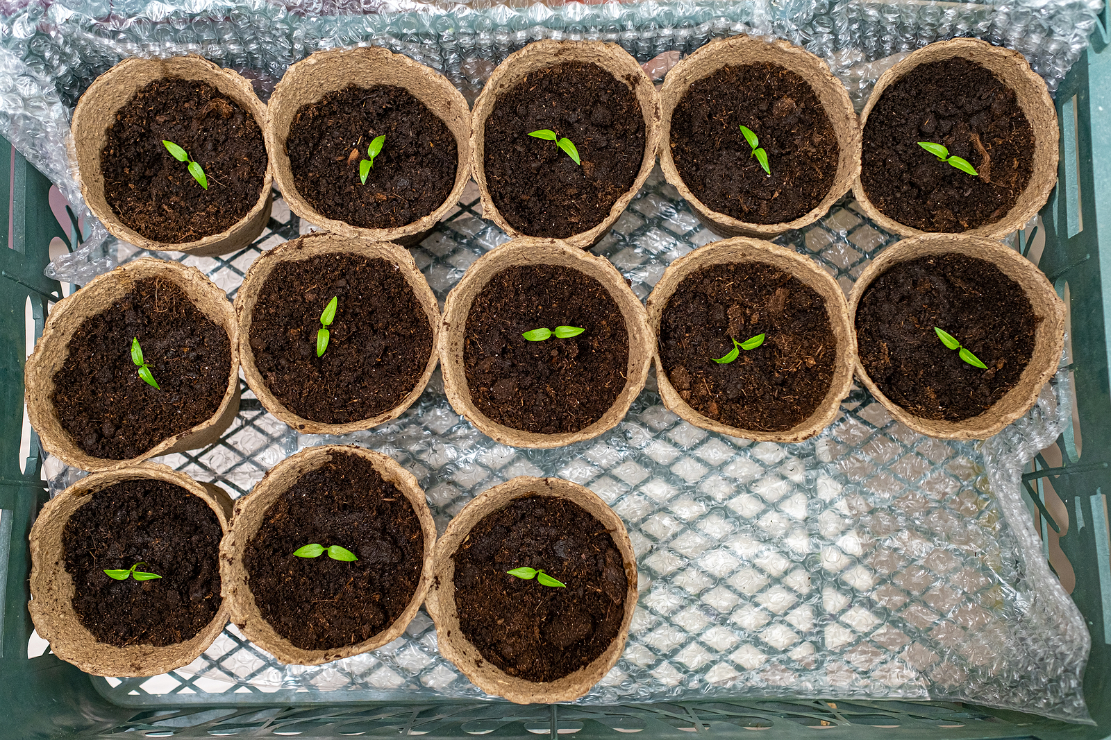 Pepper seedlings