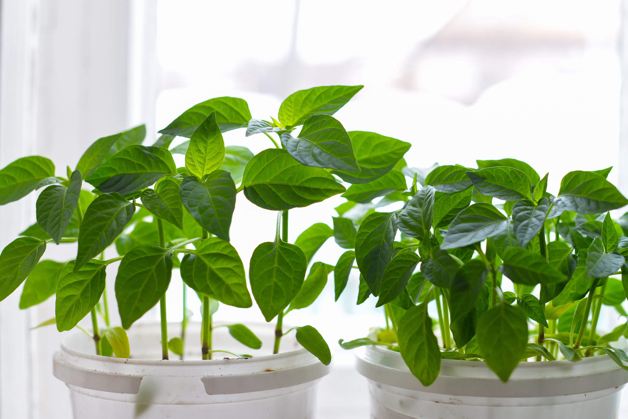Peppers indoors