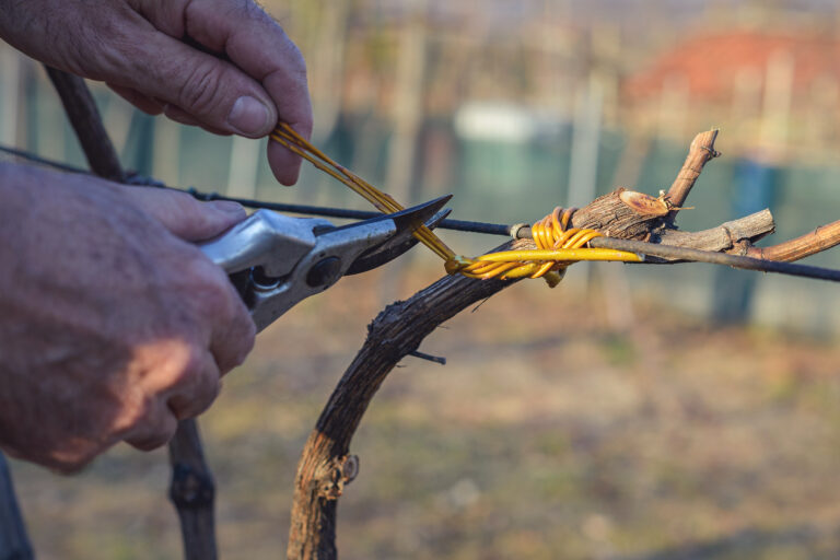 Pruning in spring