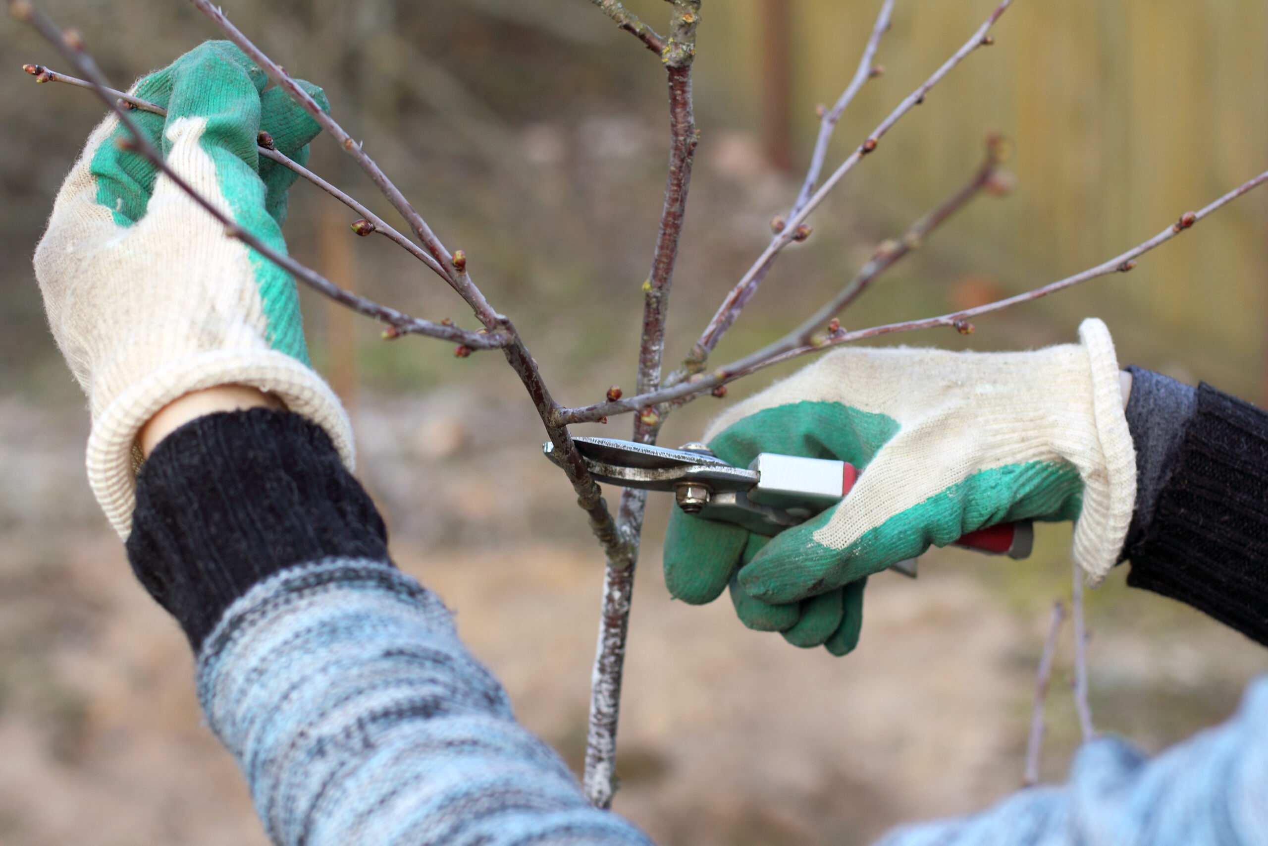 Pruning in spring