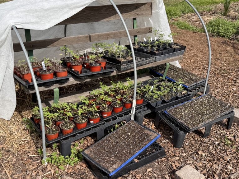 Hardening-off tomato seedlings