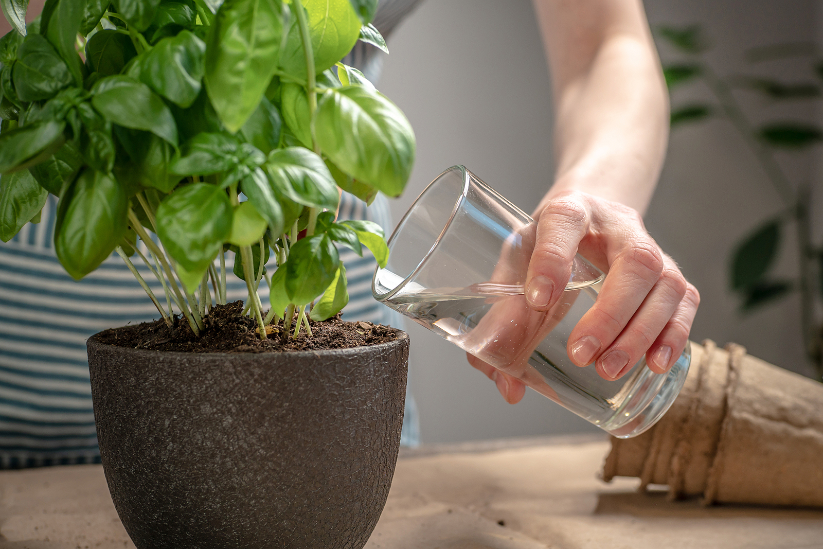 watering basil in pot