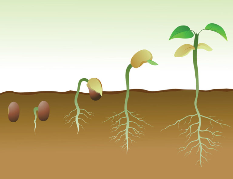 Bean growth