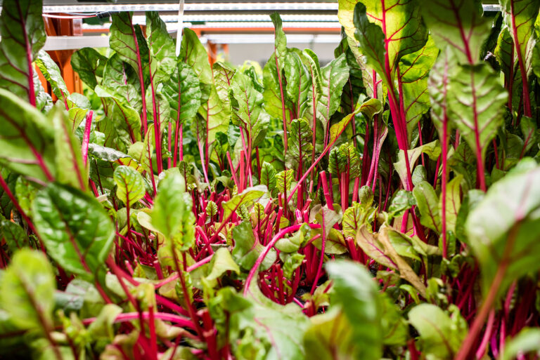 Beets growing in containers