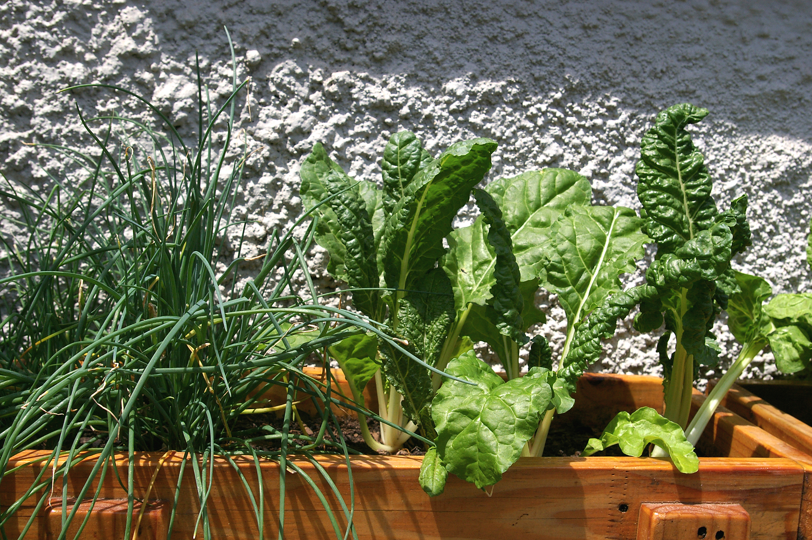 Celery and spinach in a wooden box