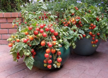 tomatoes grow in containers
