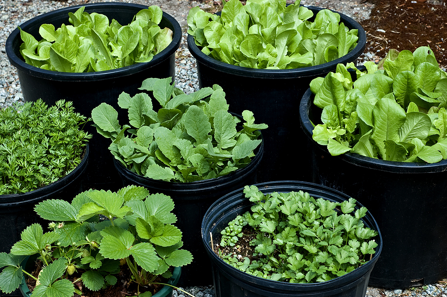 Greens in plastic pots