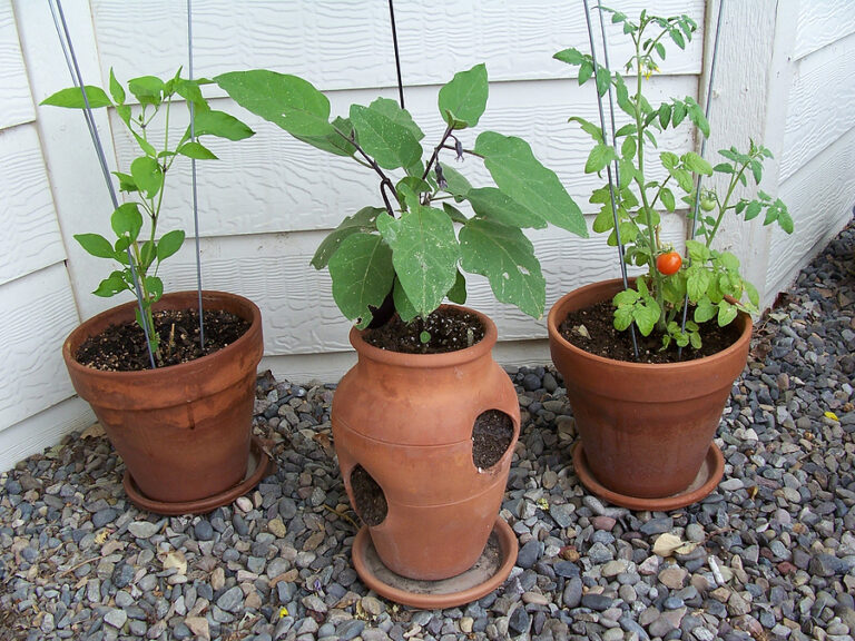 Growing vegetables in containers