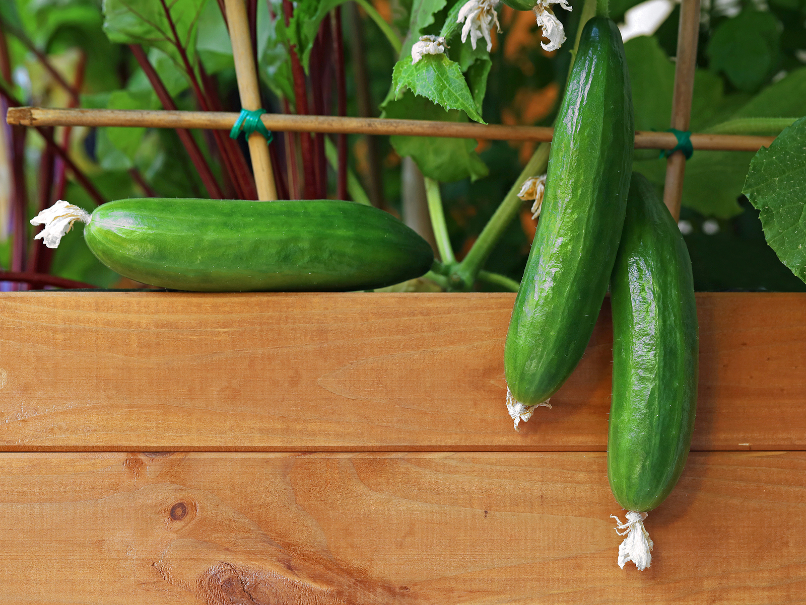 Cucumbers growing in a garden box