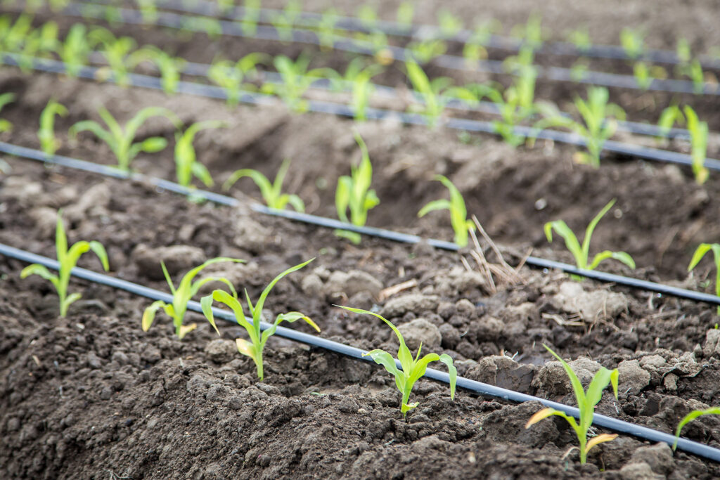 Running Dry: Why the Watergarden is still flowing